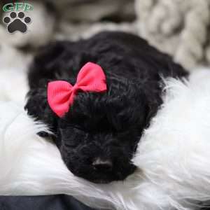 Rosa, Cavapoo Puppy